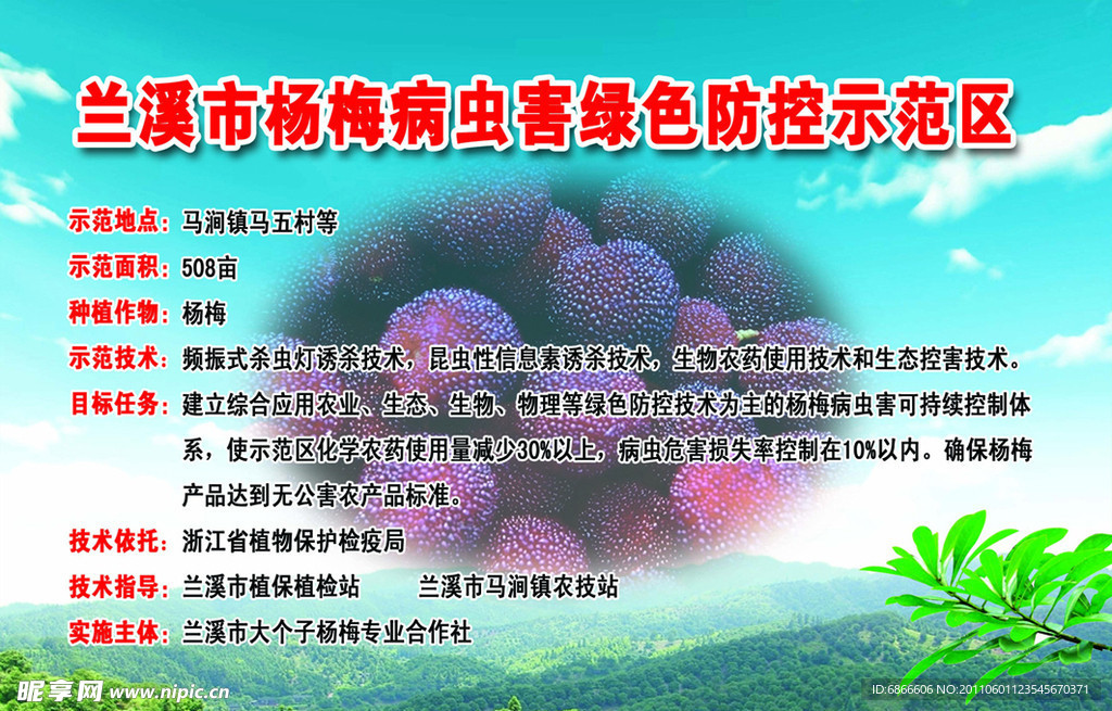 杨梅