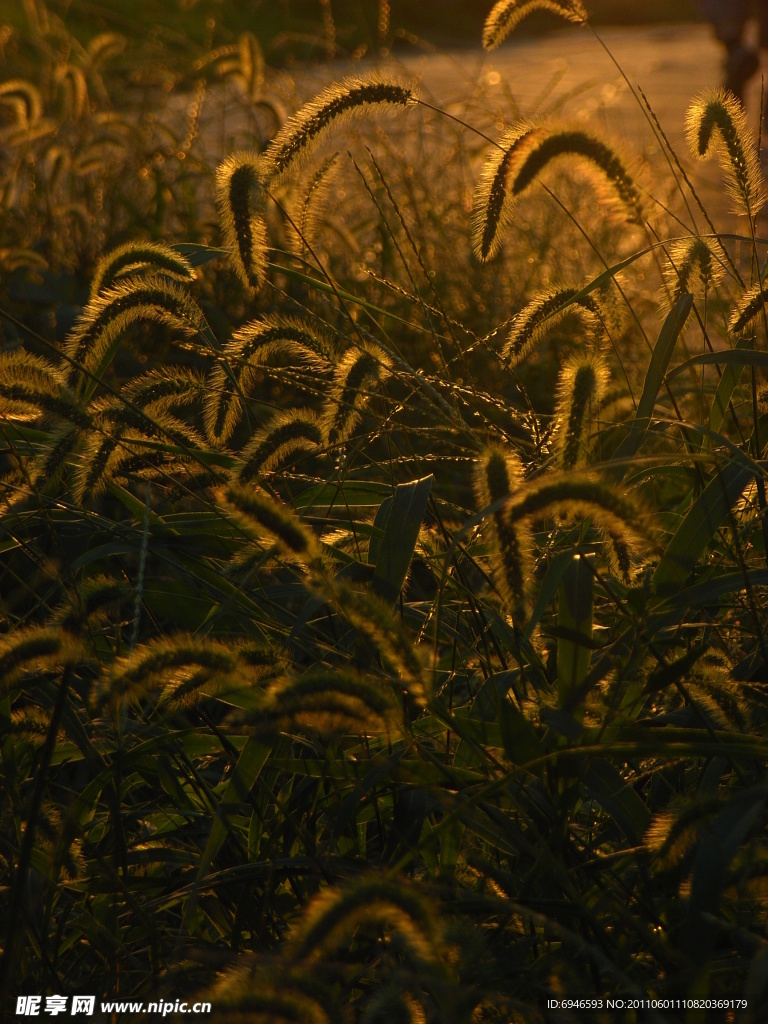 夕阳下狗尾巴草