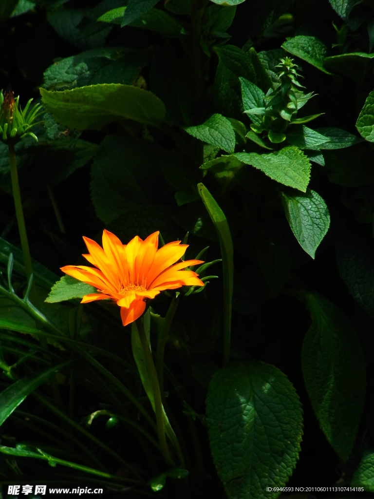 勋章菊