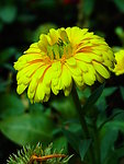 黄菊花