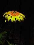 黄菊花