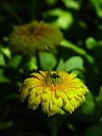 黄菊花