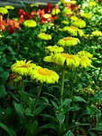 黄菊花花海