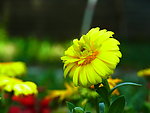黄菊花