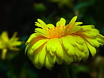 黄菊花