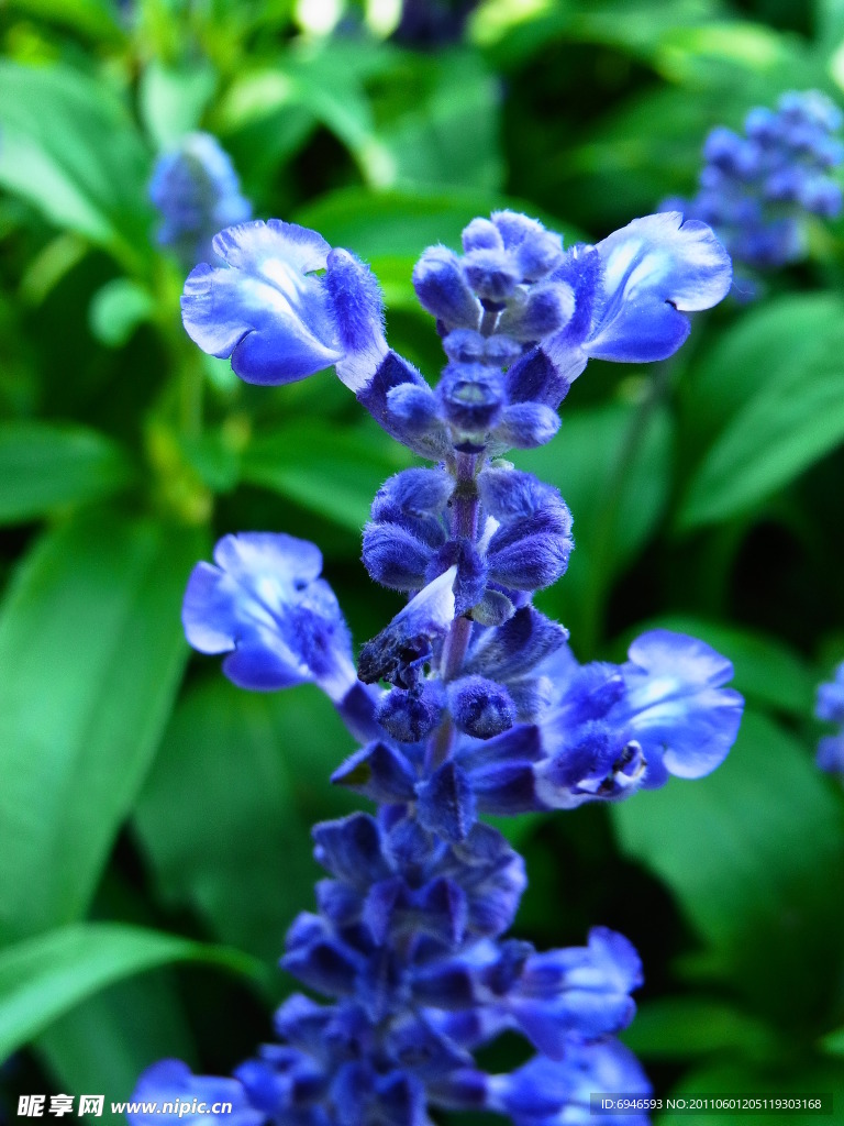 薰衣草