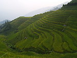 广西的梯田风景图
