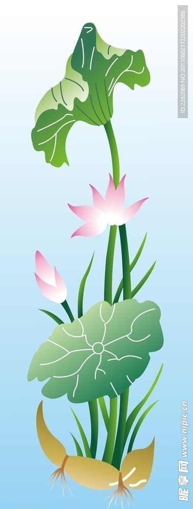 荷花