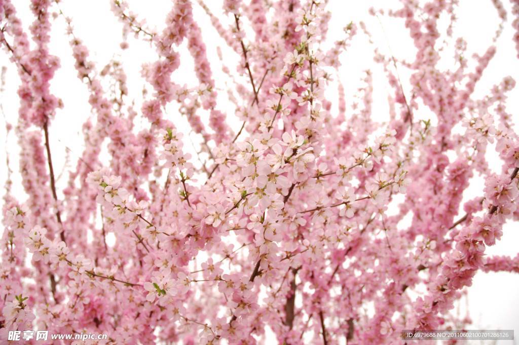 粉色桃花