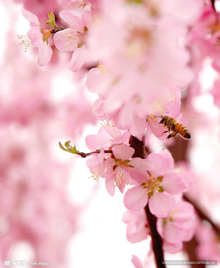 粉色桃花
