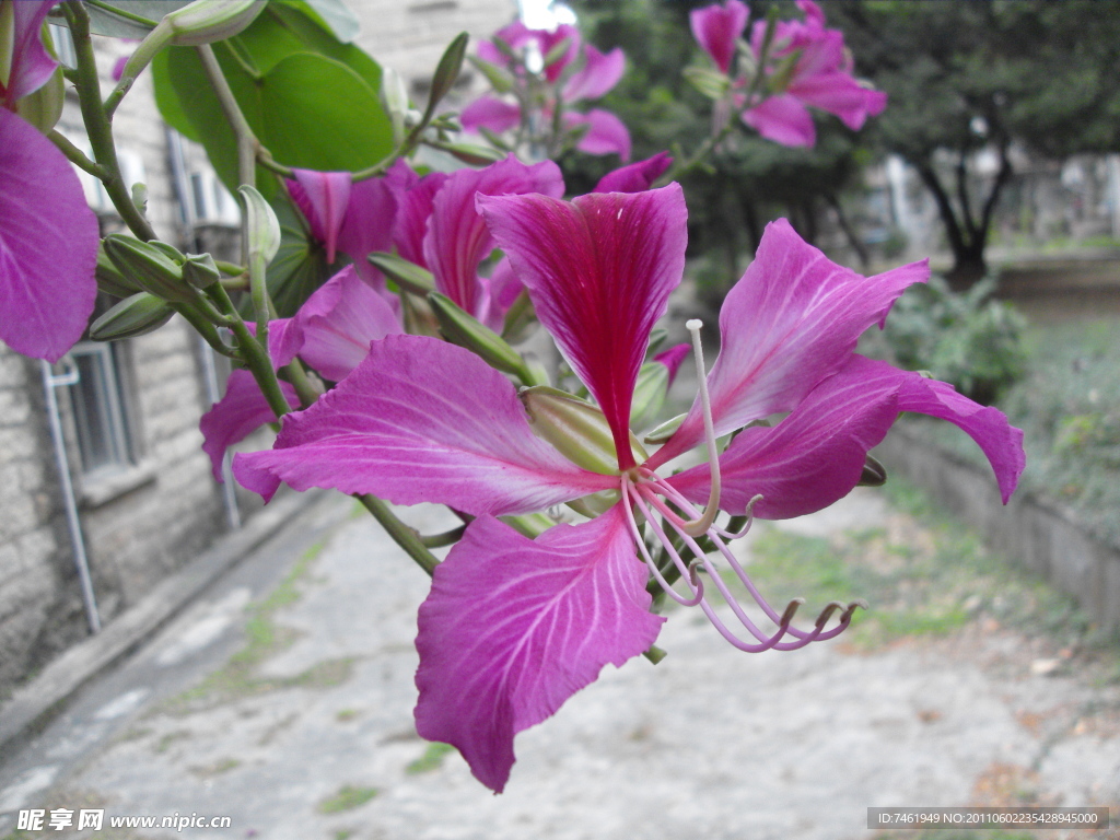 羊蹄甲花