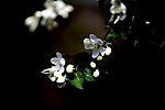 苹果花