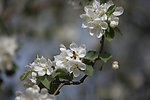 苹果花