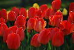 郁金香花