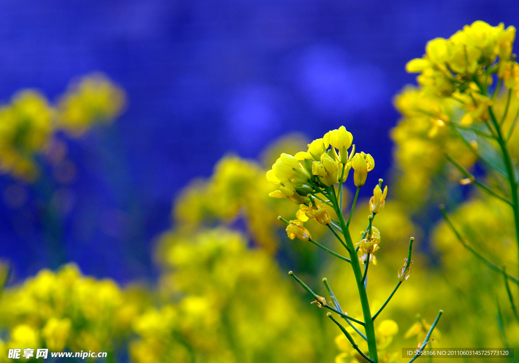 盎然油菜花