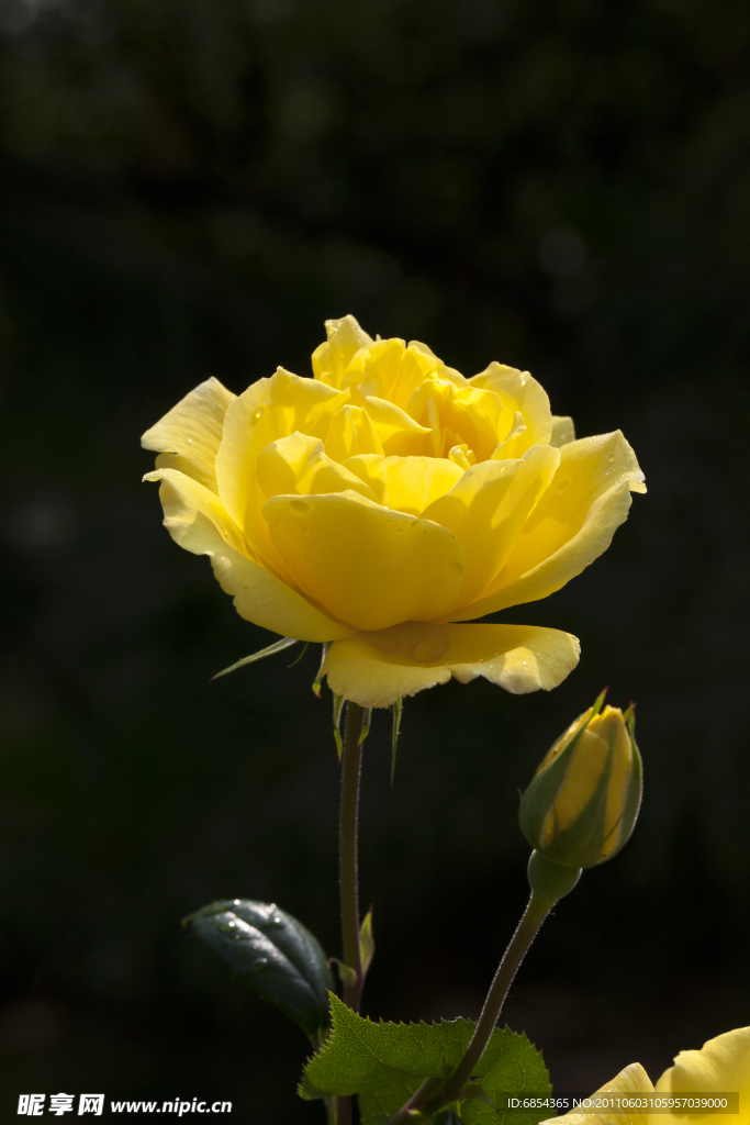 月季花