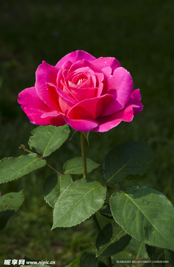 月季花
