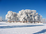 雪树银华