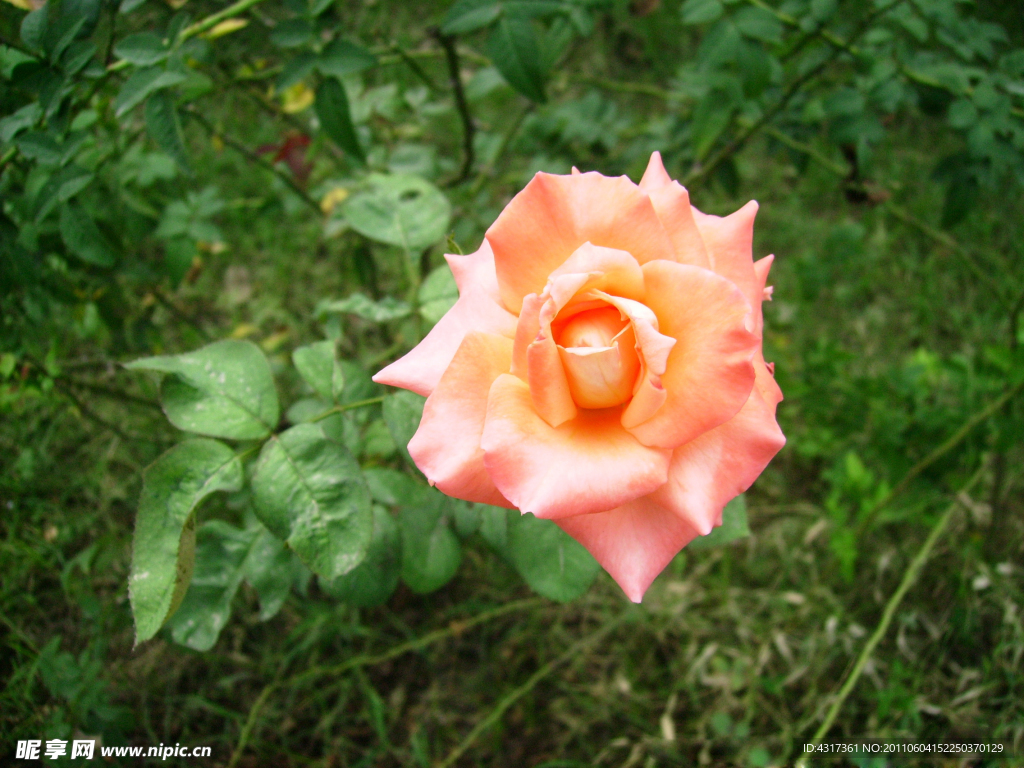 月季花