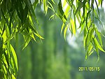 垂柳