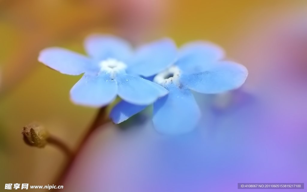 一对蓝花