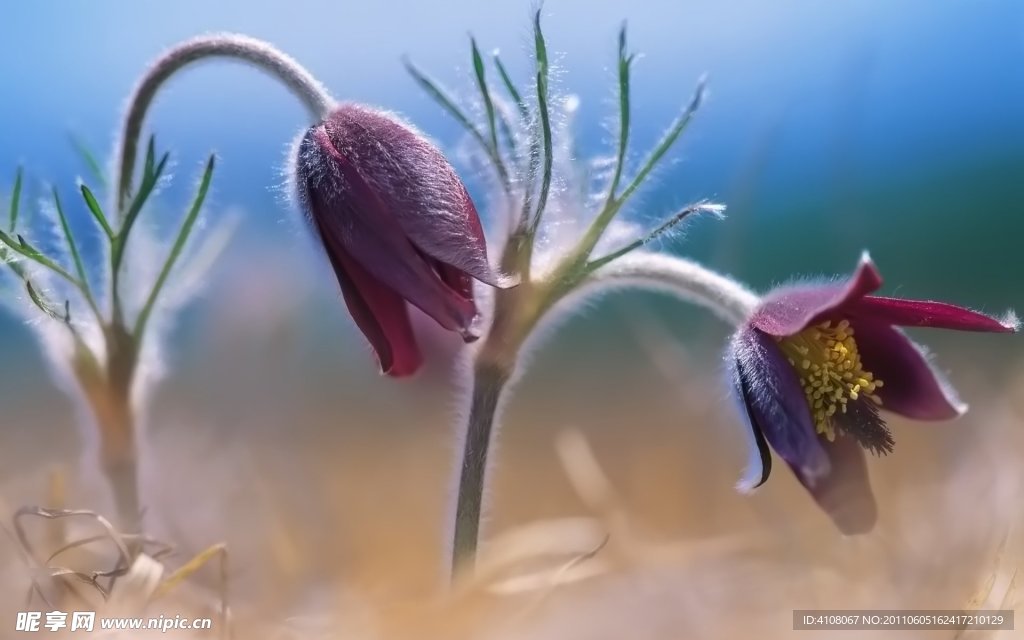 一对花