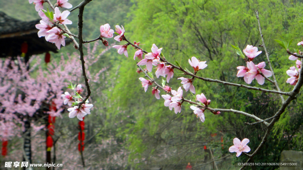 桃花