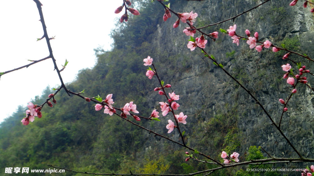 桃花