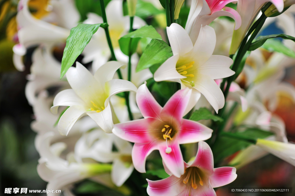 百合花