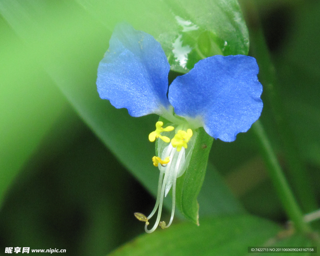 小花