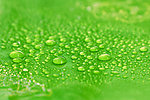 水珠