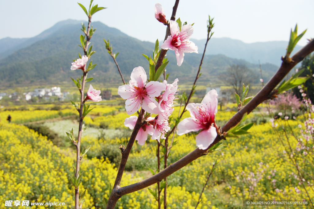 江岭桃花