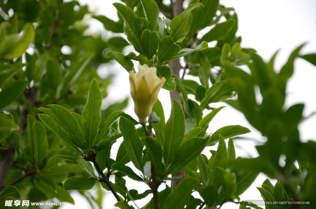 石榴花蕾