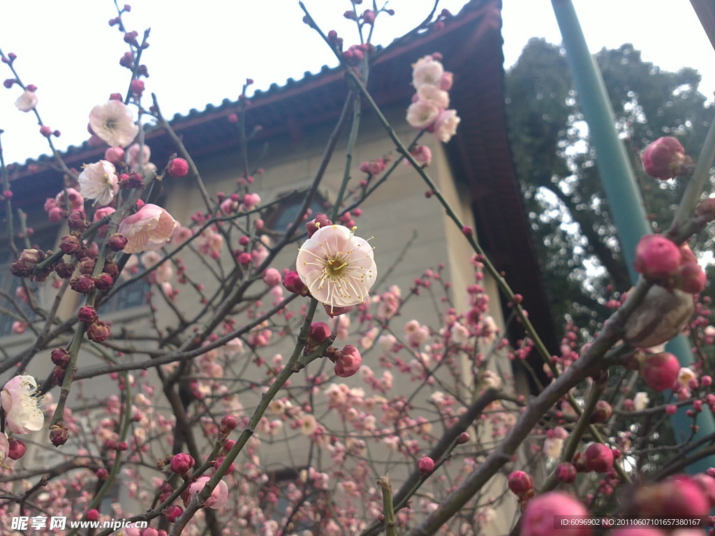 梅花