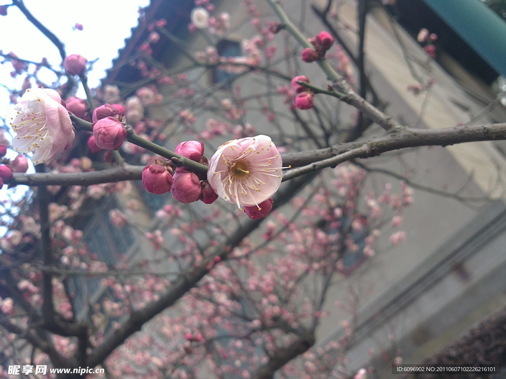 西湖梅花
