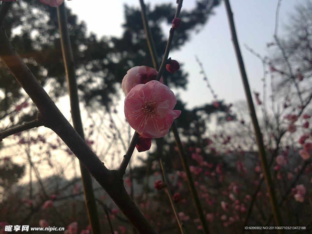 梅花