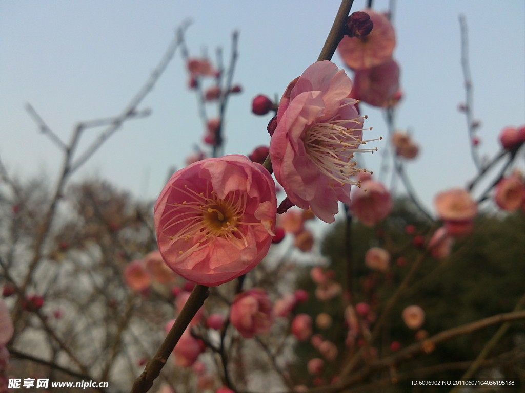 梅花