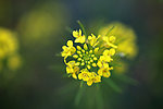 油菜花