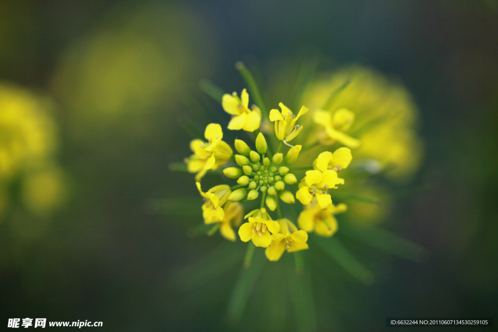 油菜花