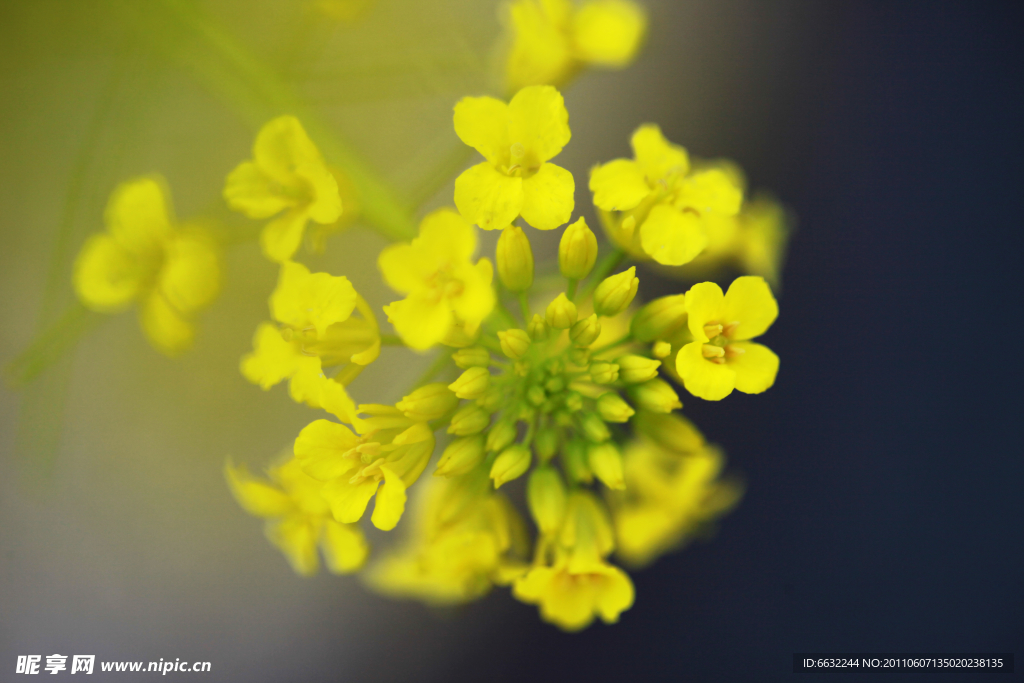 油菜花