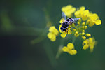 油菜花