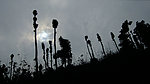 植被剪影