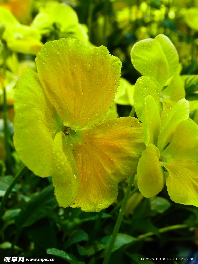 小黄花