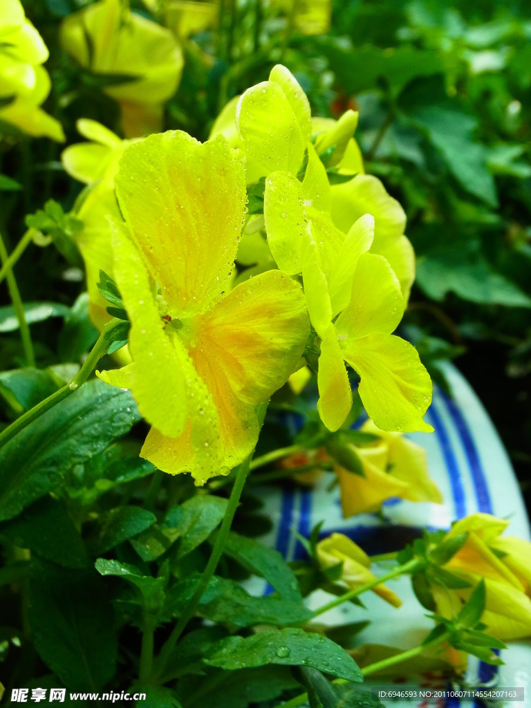 小黄花