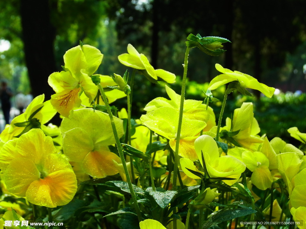小黄花