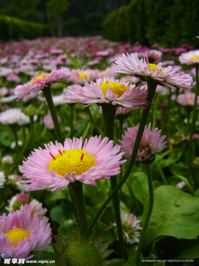 粉色雏菊花