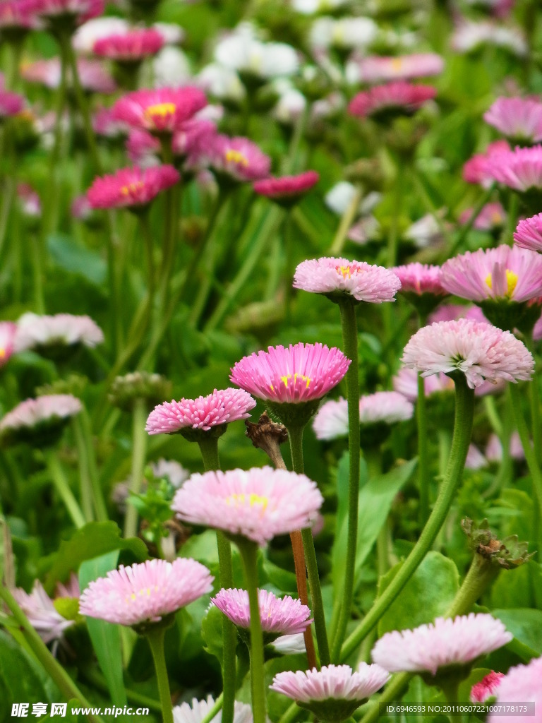 粉色雏菊花