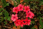 后院小花