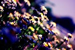 花卉