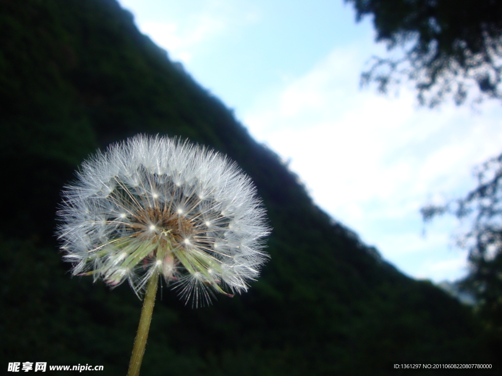 秦岭蒲公英